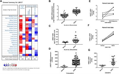 UBE2T Contributes to the Prognosis of Esophageal Squamous Cell Carcinoma